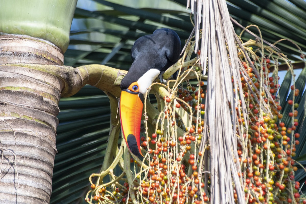 Toco Toucan - ML641466636