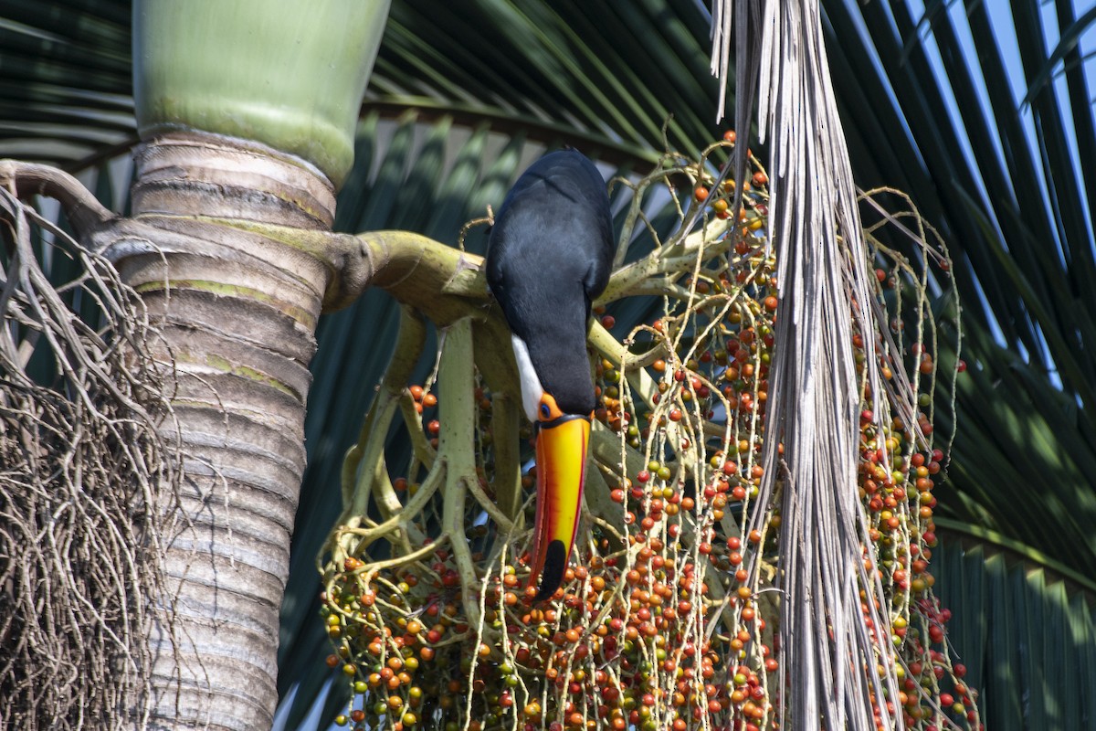 Toco Toucan - ML641466638