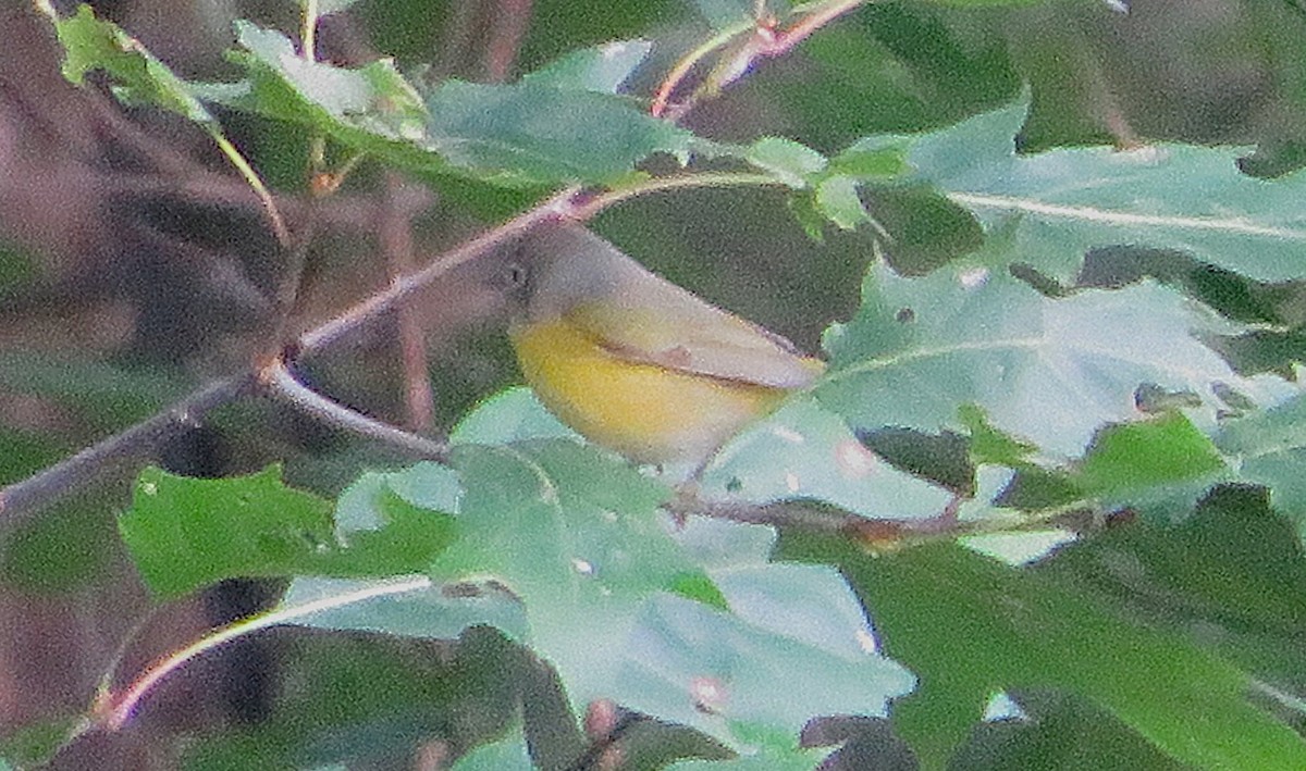 Nashville Warbler - ML641466647