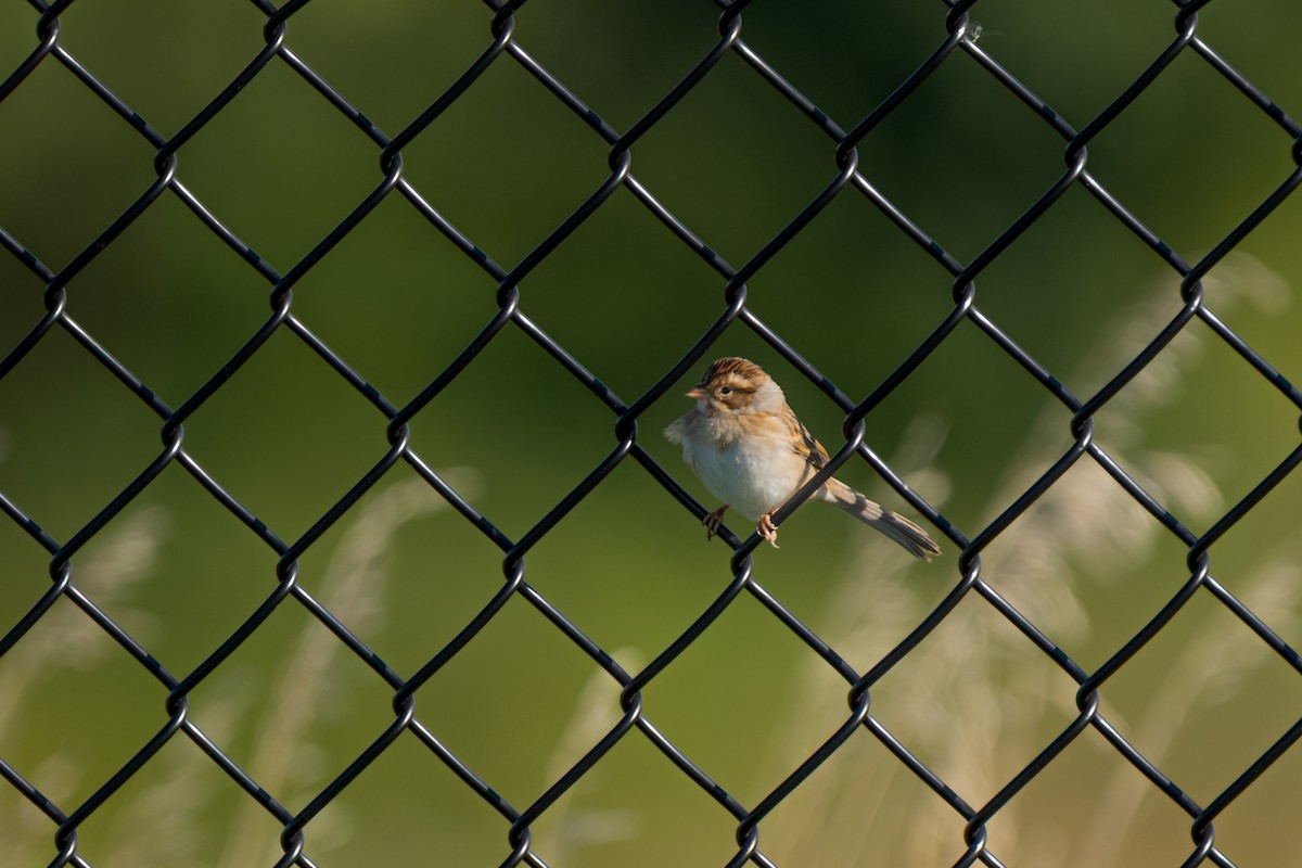 Clay-colored Sparrow - ML641466680
