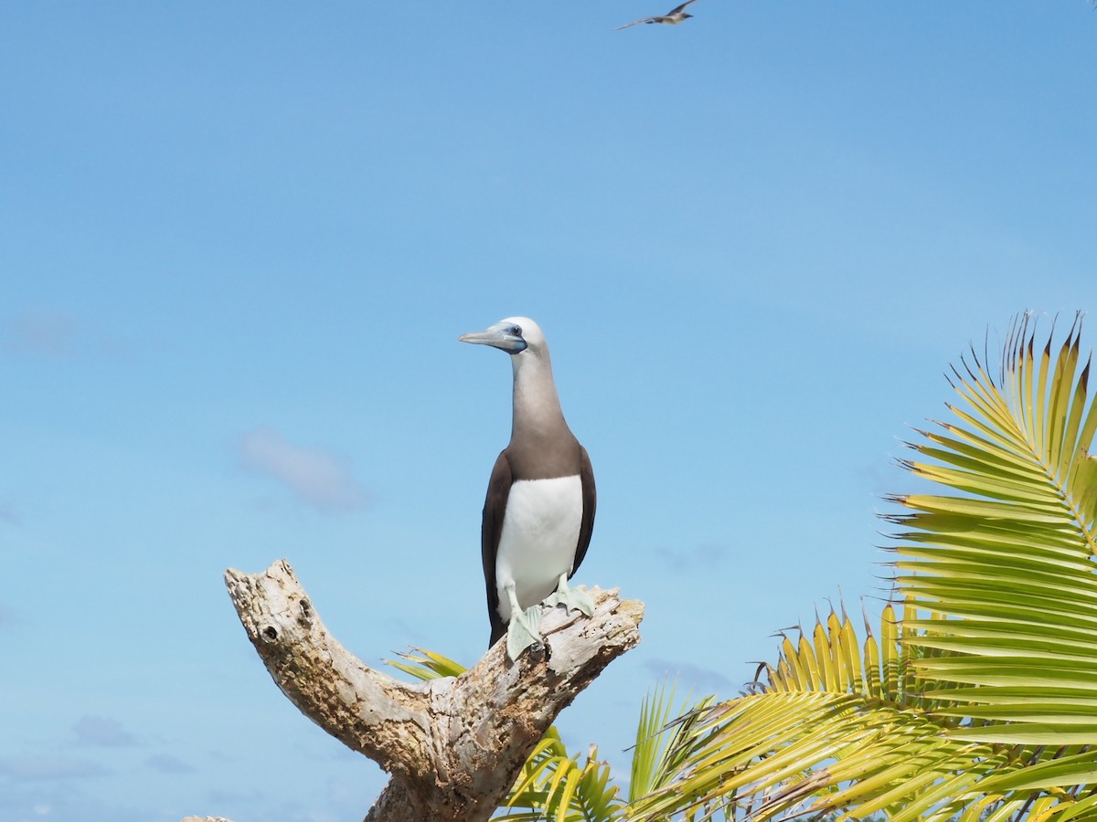 Cocos Booby (Brewster's) - ML641466688