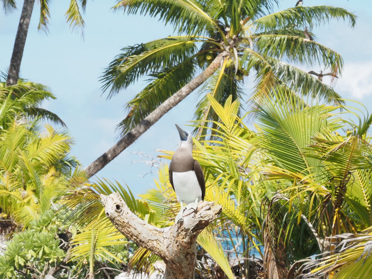 Cocos Booby (Brewster's) - ML641466689