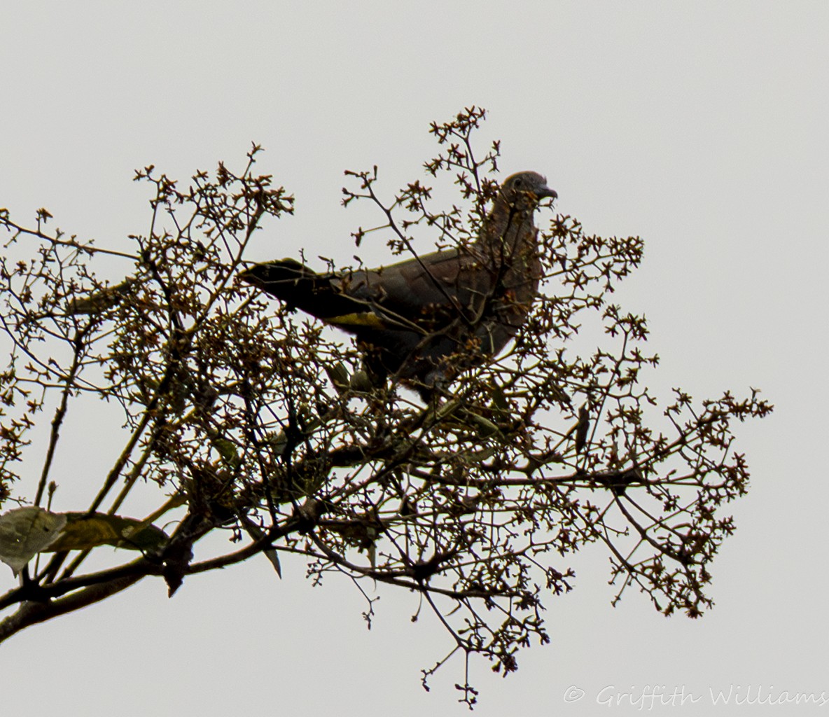 Ruddy Ground Dove - ML641466703
