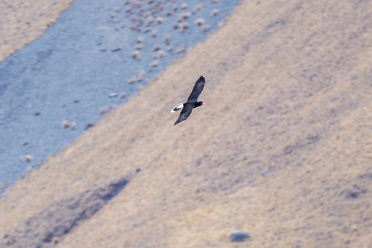 Mountain Caracara - ML641466722