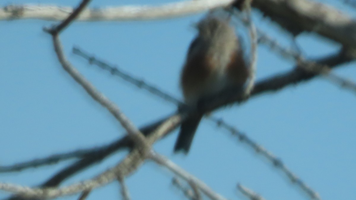 ルリツグミ - ML641466773