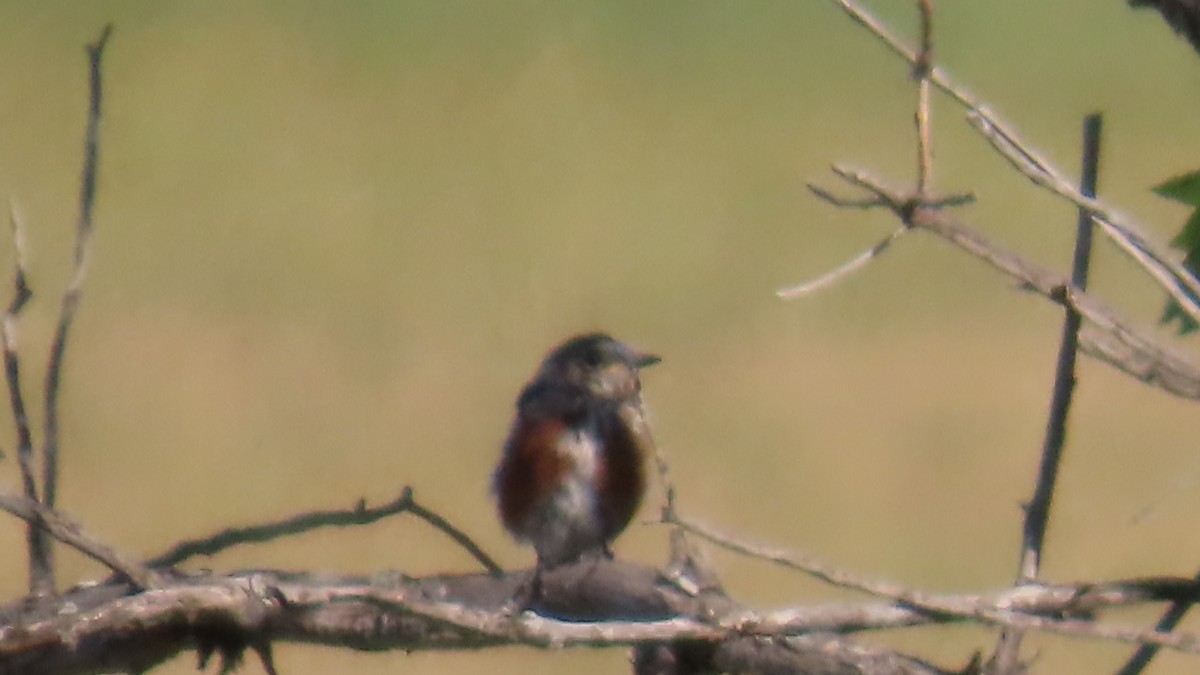 ルリツグミ - ML641466774