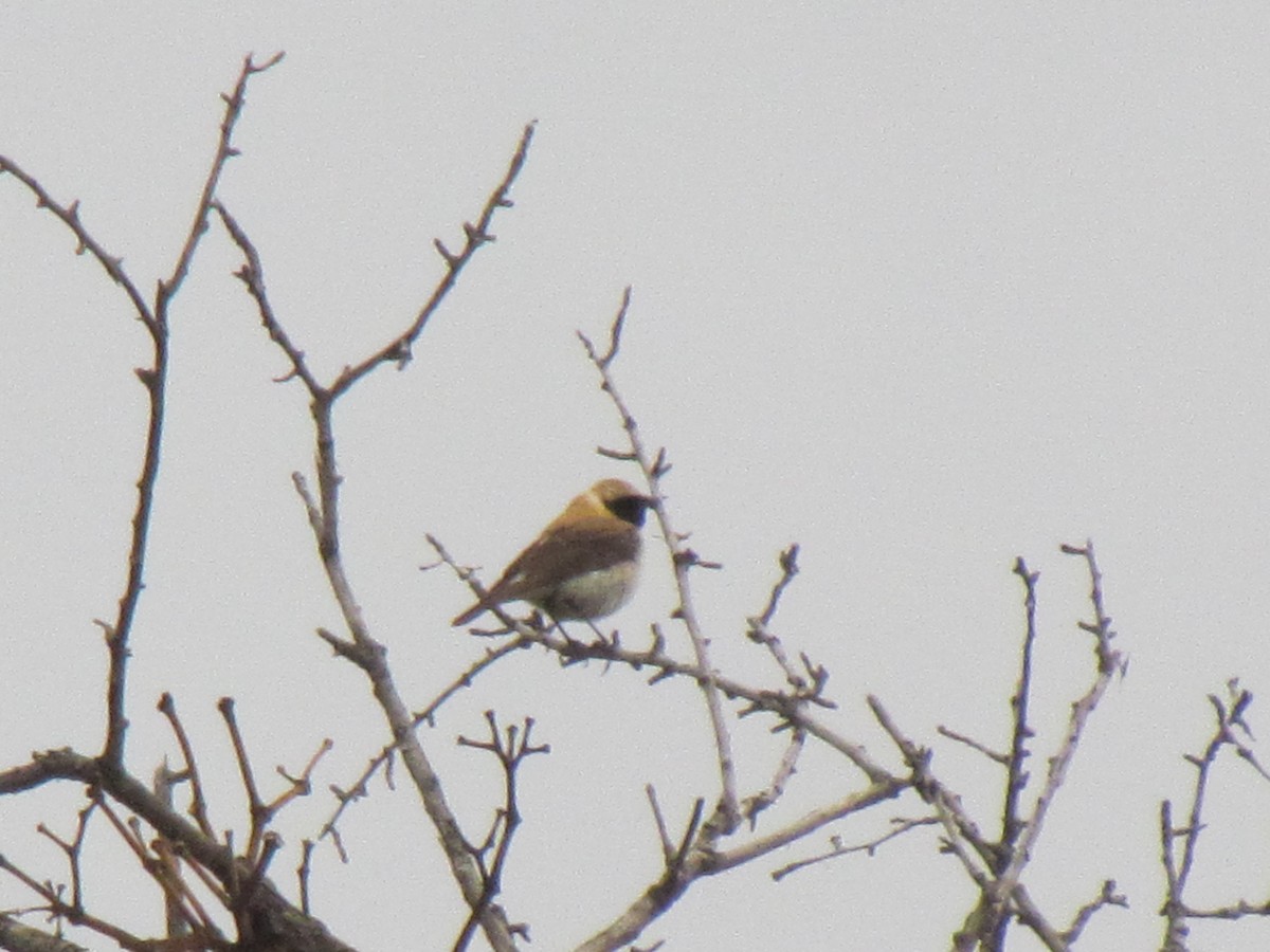 Eastern Black-eared Wheatear - ML641466814
