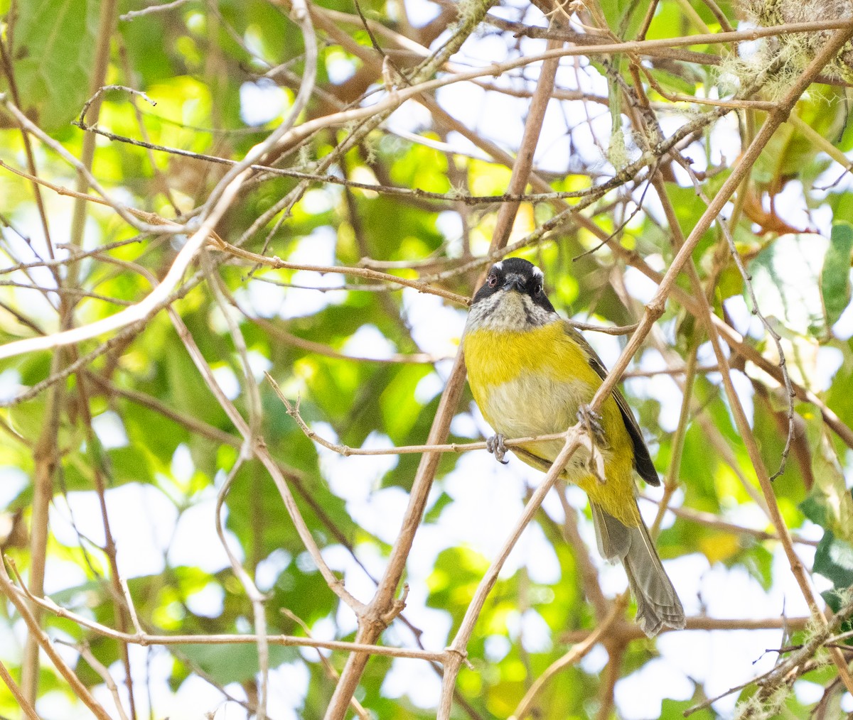 Sooty-capped Chlorospingus - ML641466824