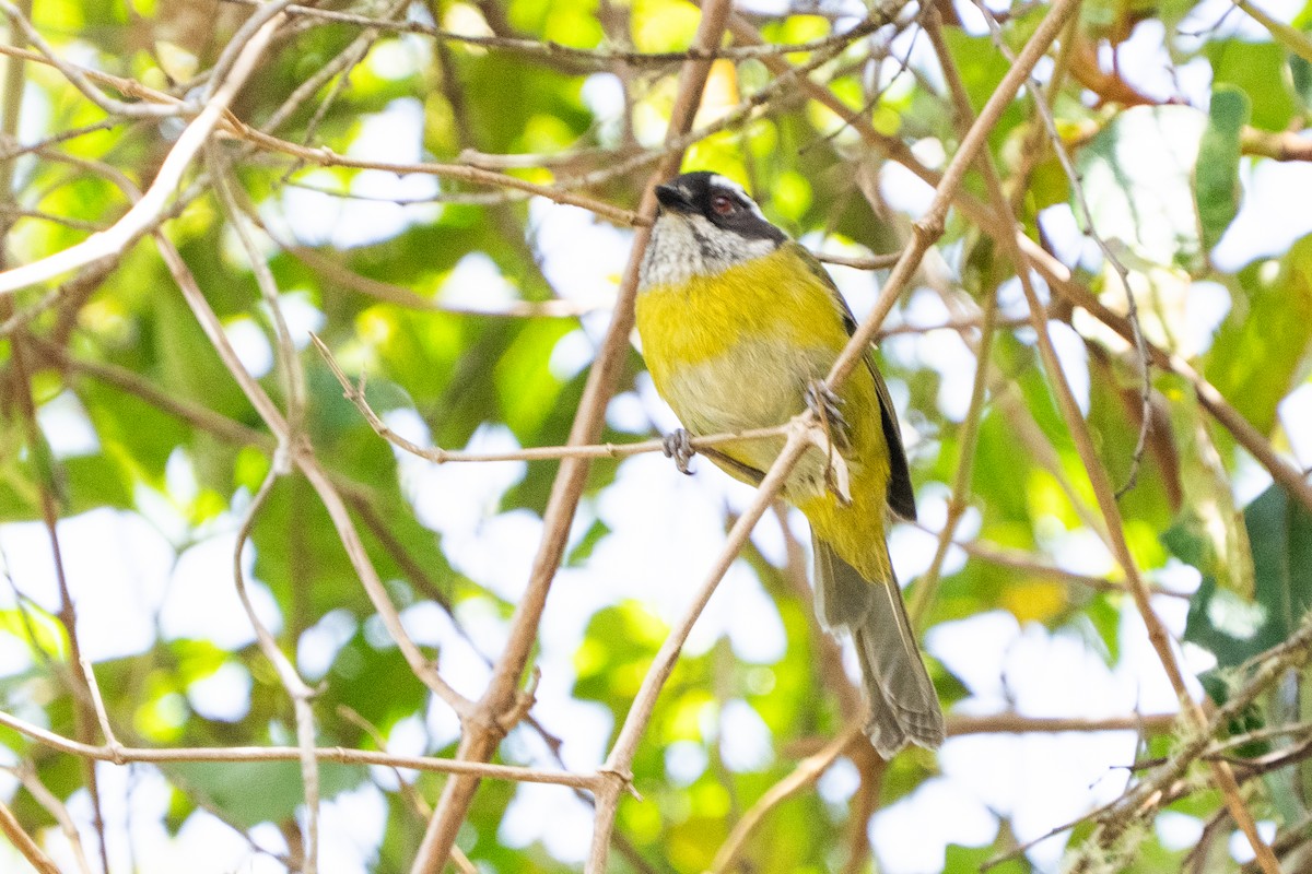 Sooty-capped Chlorospingus - ML641466825