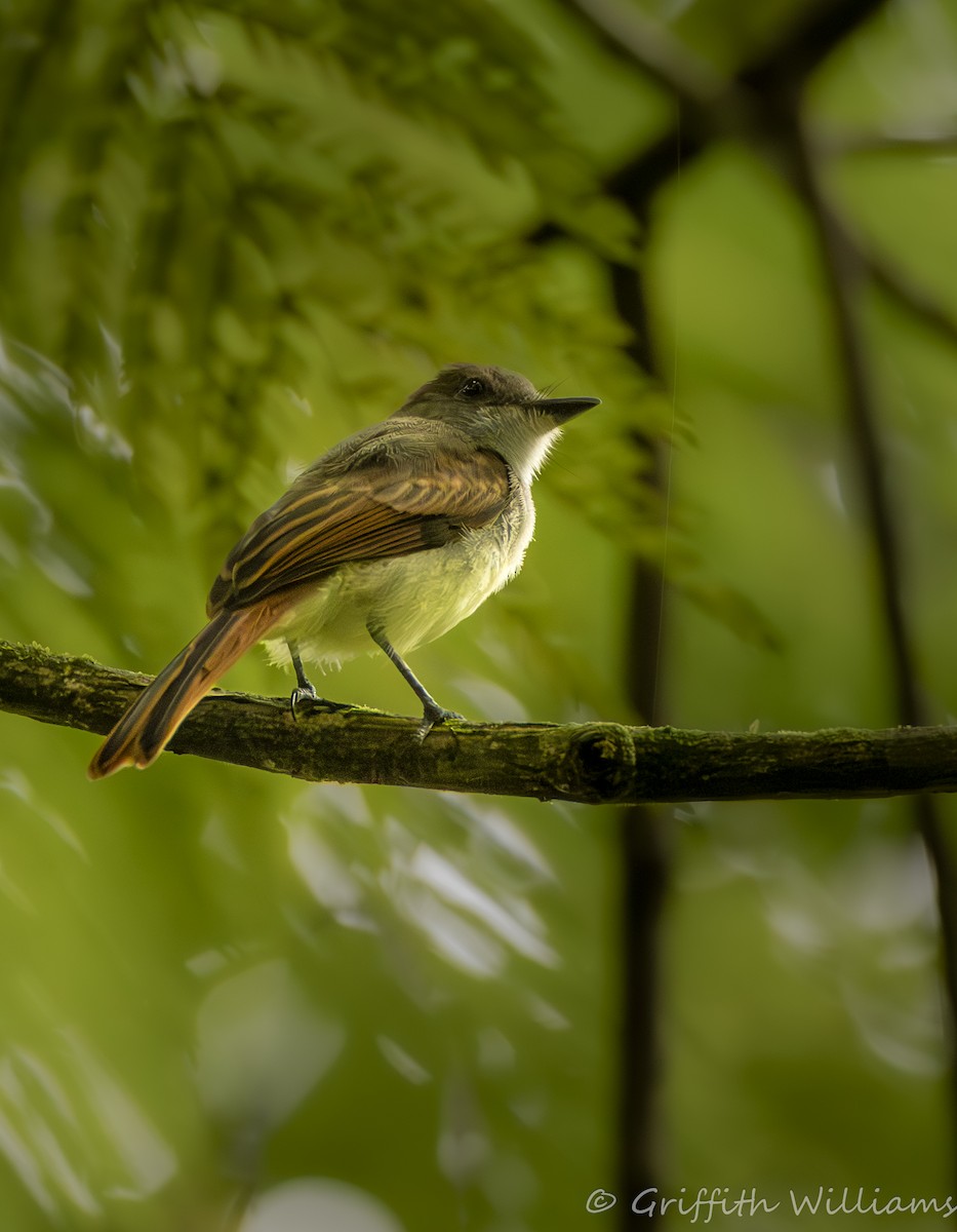 Dusky-capped Flycatcher - ML641466830
