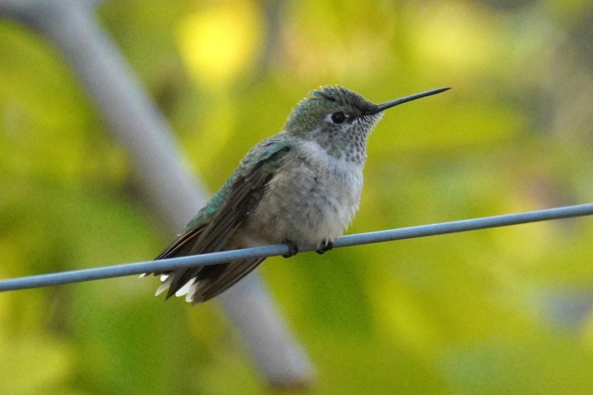 Broad-tailed Hummingbird - ML641466833