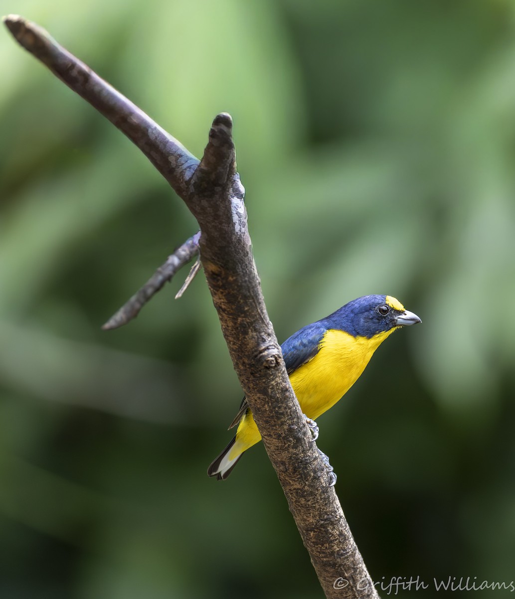 Yellow-throated Euphonia - ML641466865
