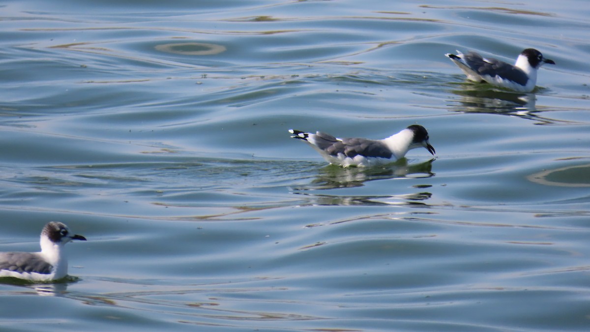 アメリカズグロカモメ - ML641466874