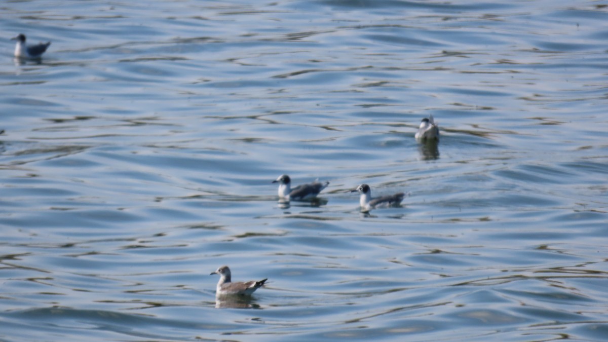 アメリカズグロカモメ - ML641466875