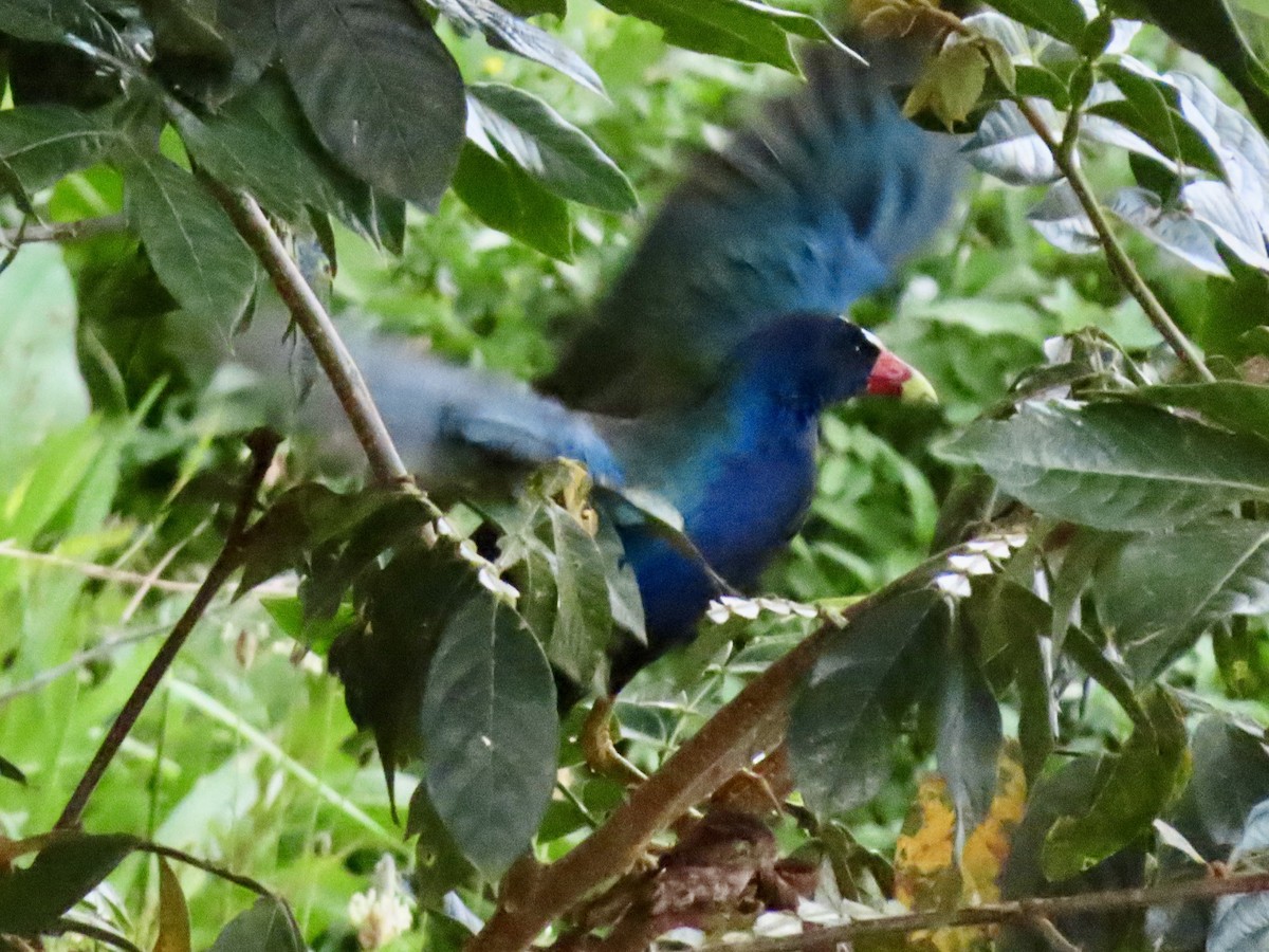Purple Gallinule - ML641466891