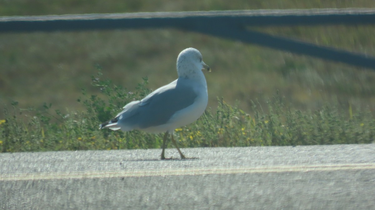 クロワカモメ - ML641466892