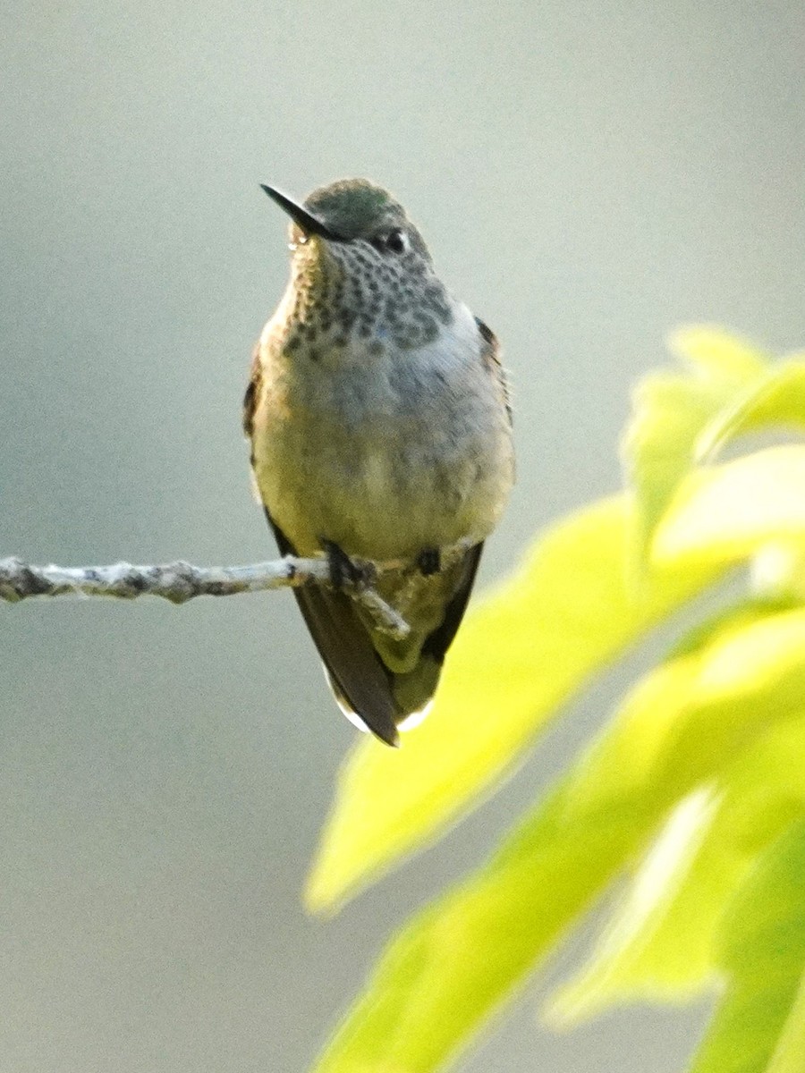 Broad-tailed Hummingbird - ML641466896