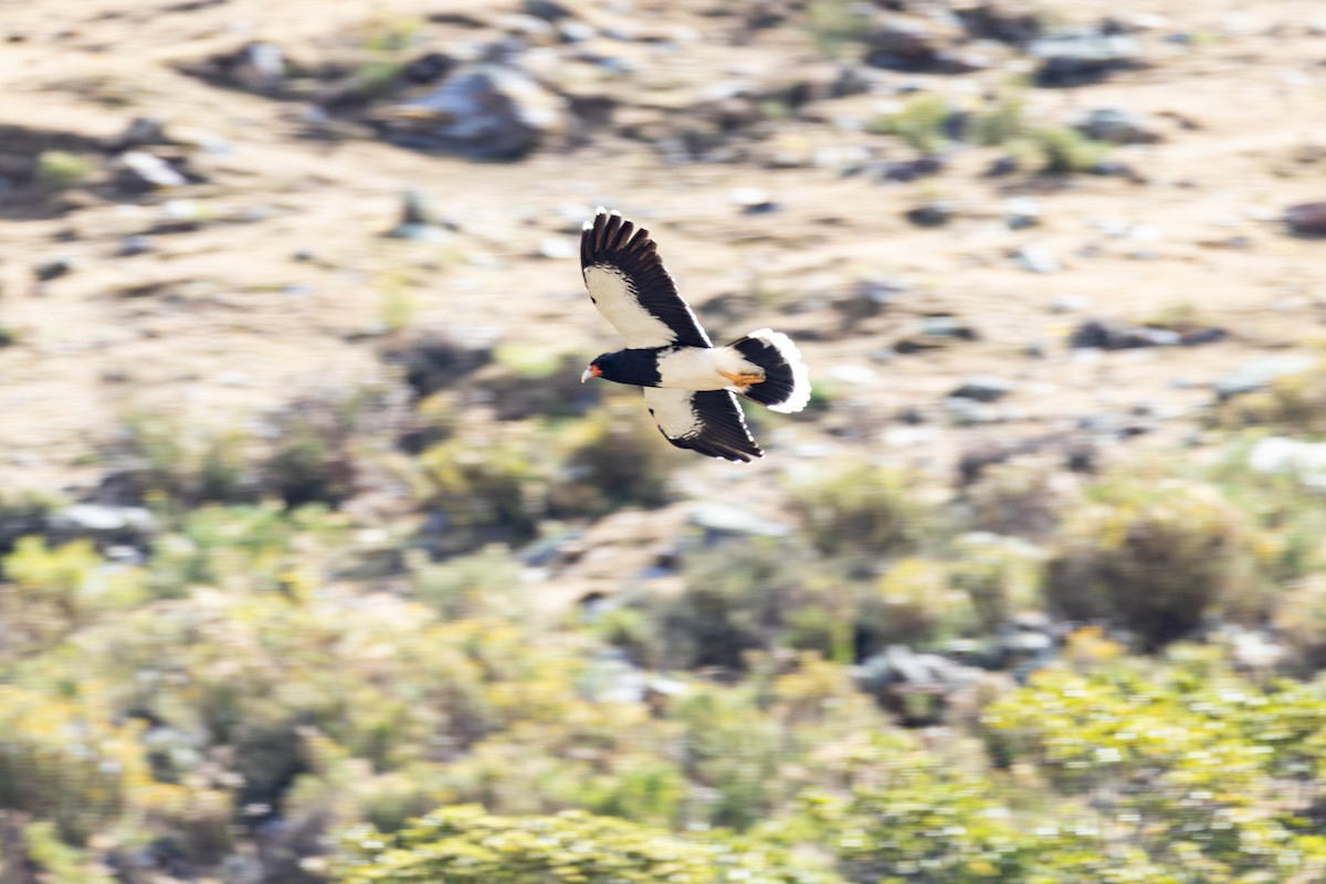 Mountain Caracara - ML641466899
