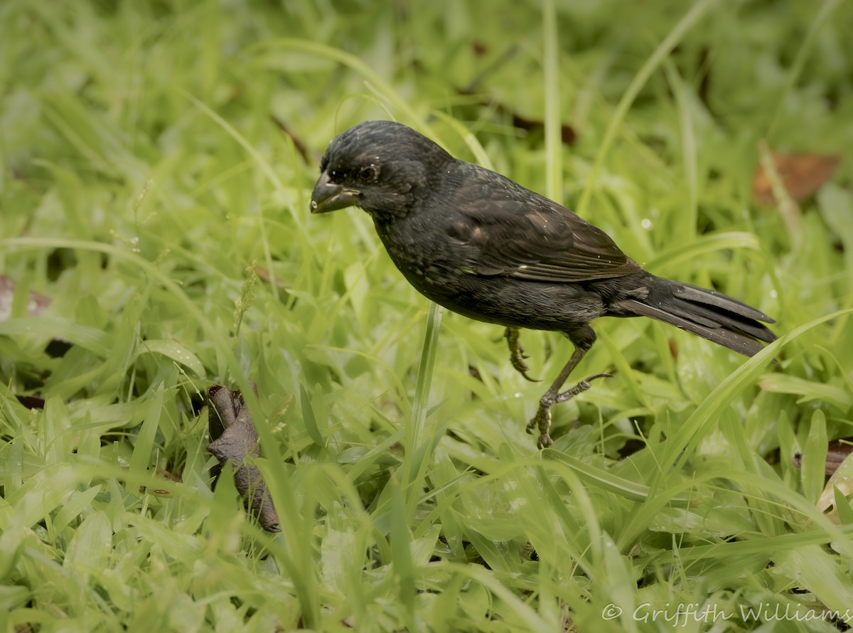Sporophile à bec fort - ML641466910