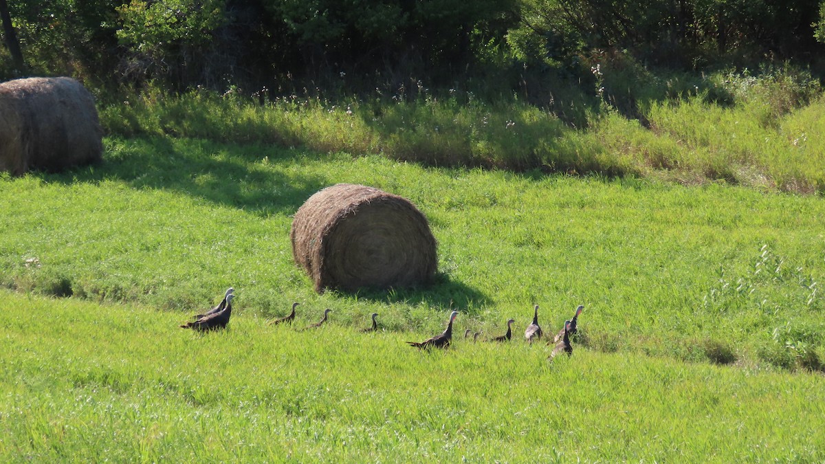 シチメンチョウ - ML641466940