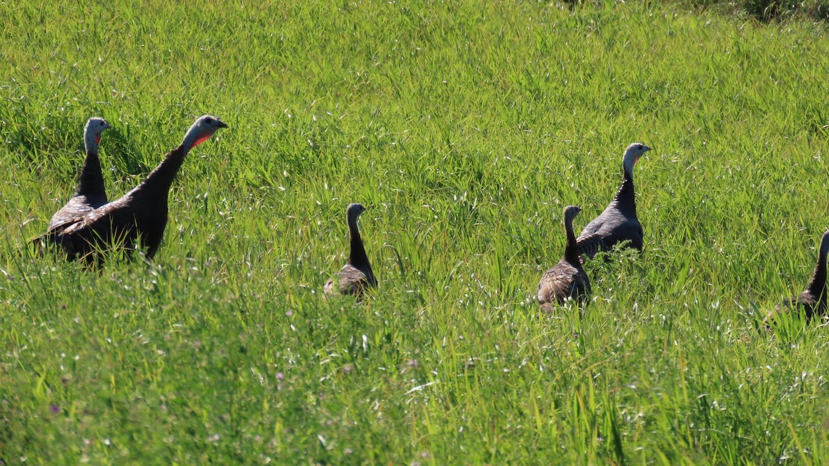 シチメンチョウ - ML641466941