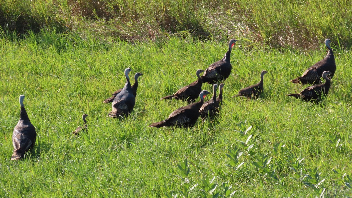 シチメンチョウ - ML641466947