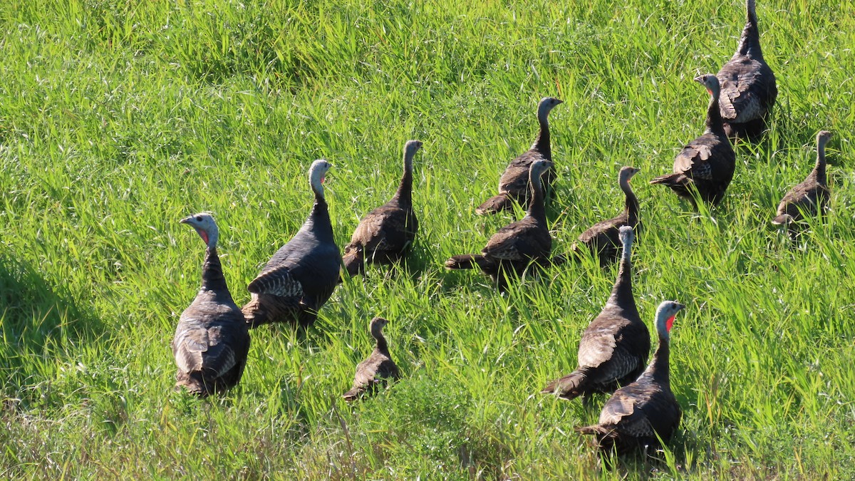 シチメンチョウ - ML641466954