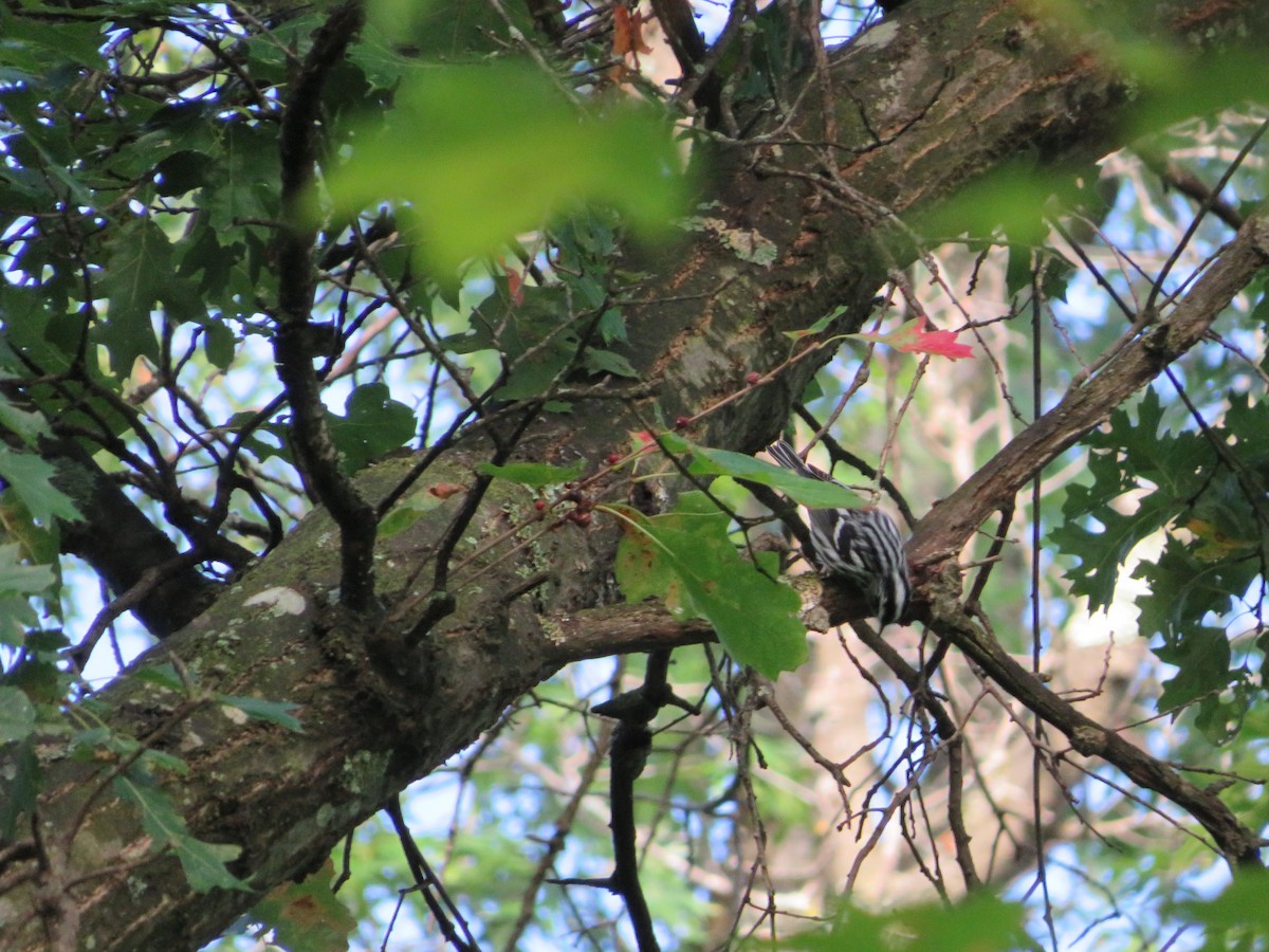 Black-and-white Warbler - ML641466961