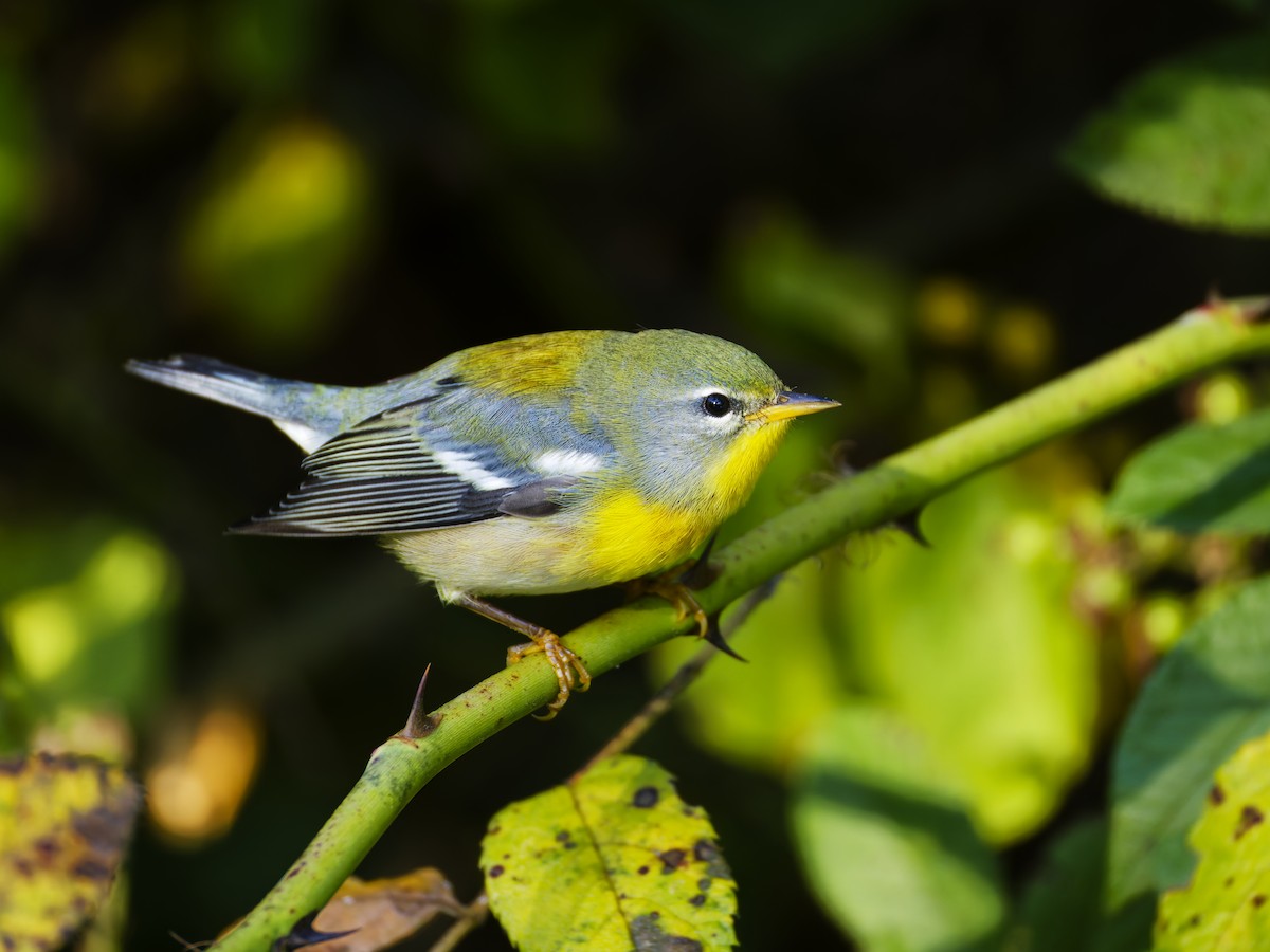 Northern Parula - ML641466988