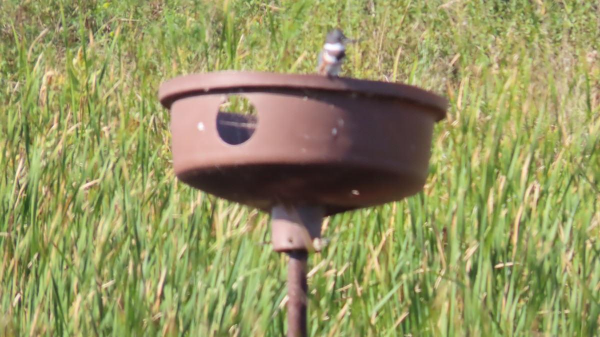 アメリカヤマセミ - ML641467003