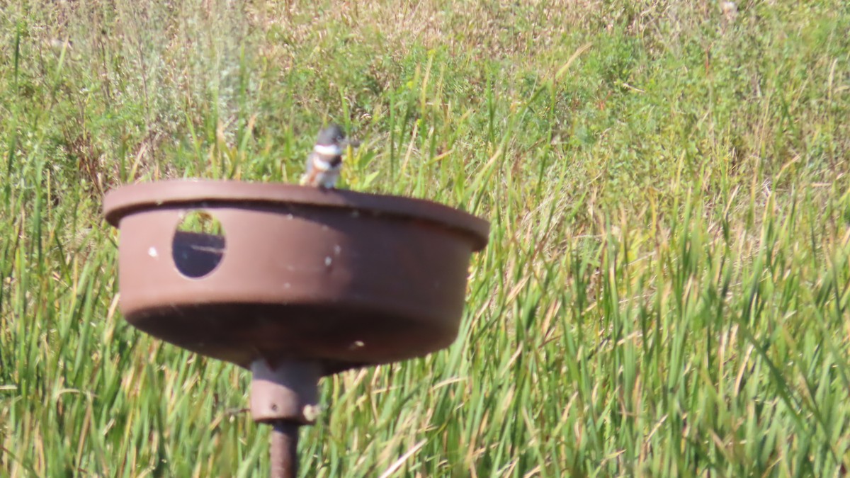 アメリカヤマセミ - ML641467004