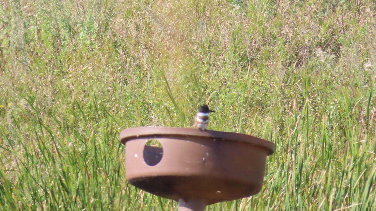 アメリカヤマセミ - ML641467005