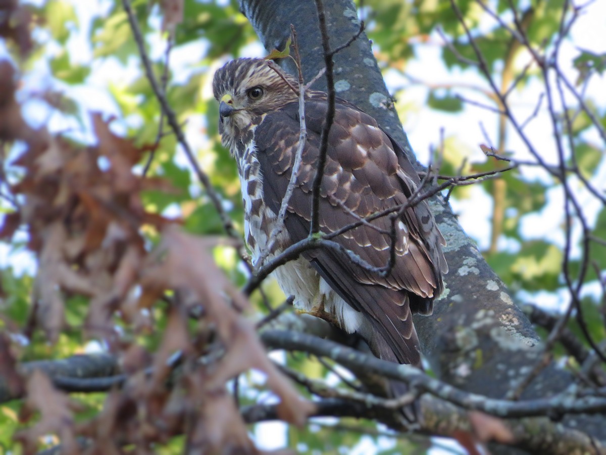Broad-winged Hawk - ML641467015