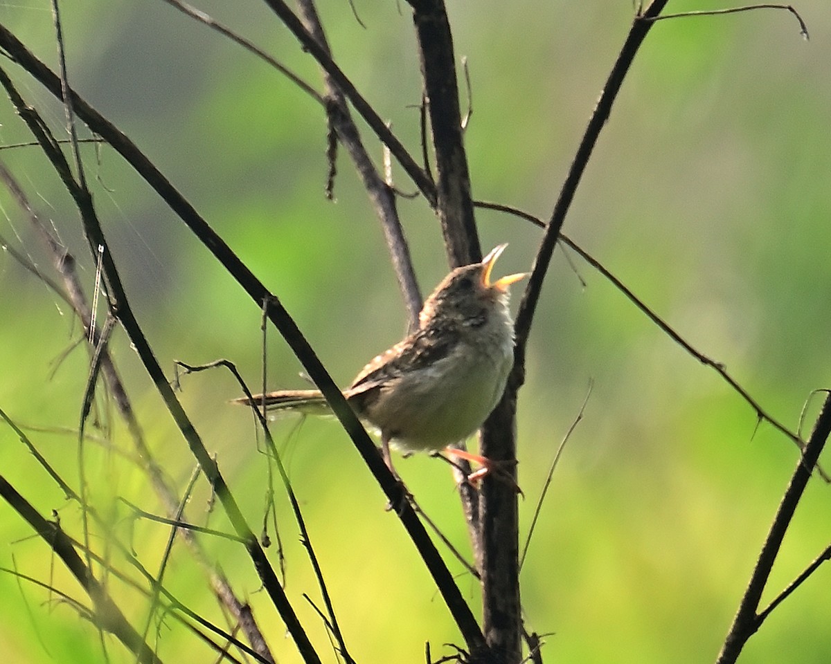 Grass Wren (Northern) - ML641467024