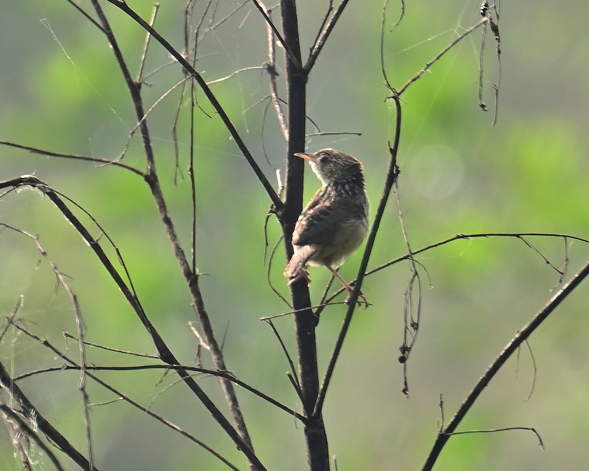 Grass Wren (Northern) - ML641467025