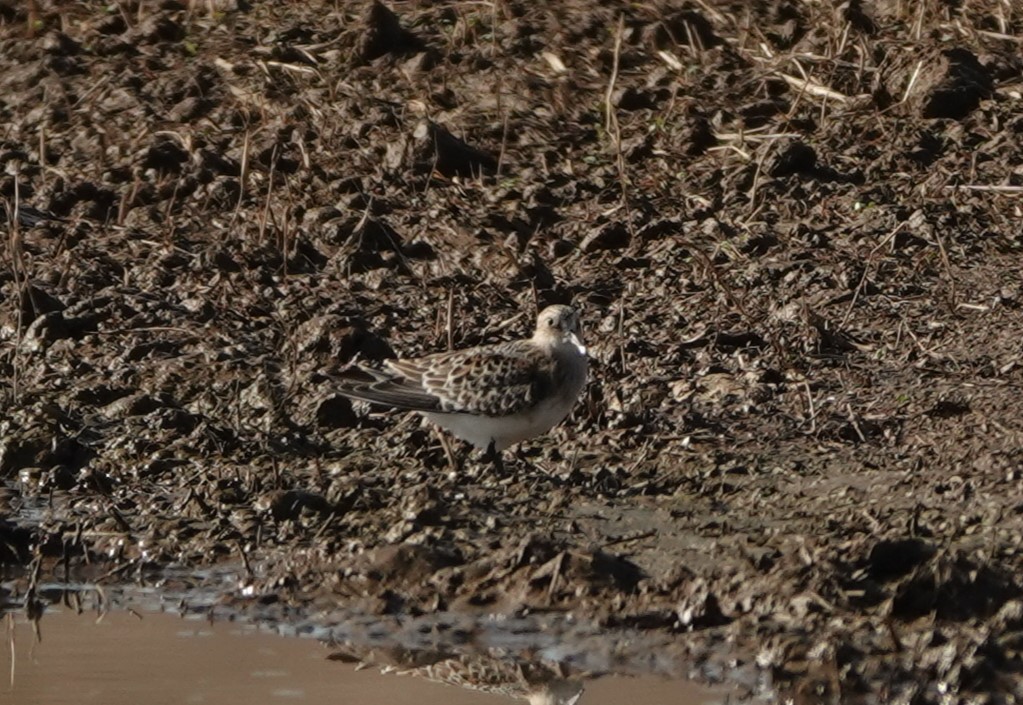 Baird's Sandpiper - ML641467209