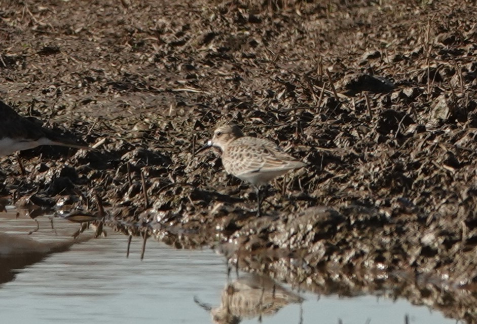 Baird's Sandpiper - ML641467210