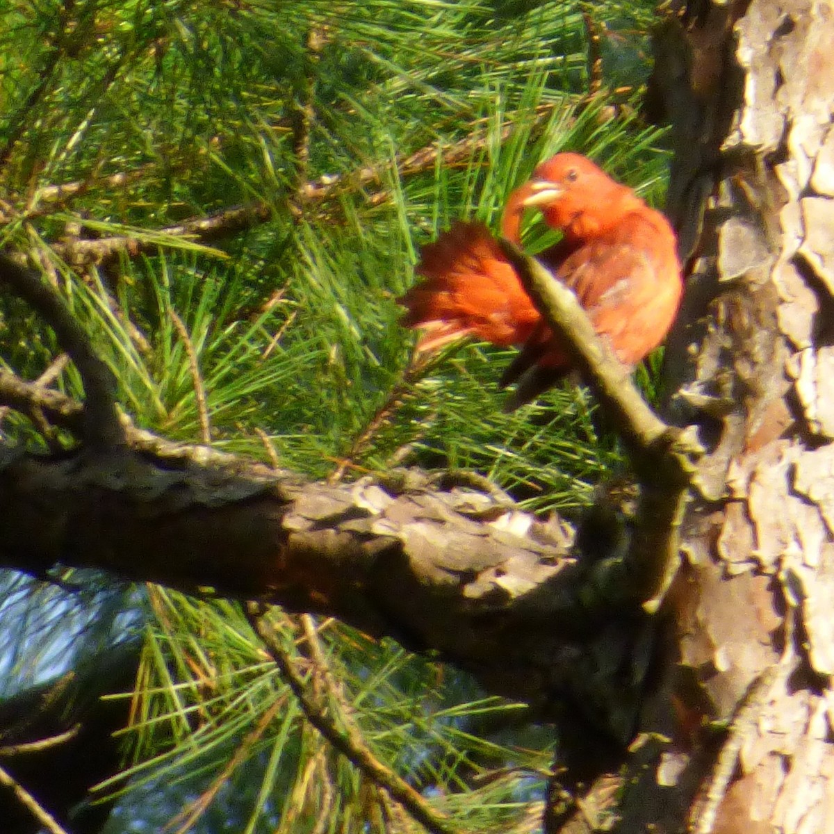 Summer Tanager - ML641467225