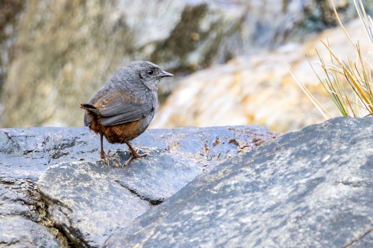 trilletapakulo - ML641467243