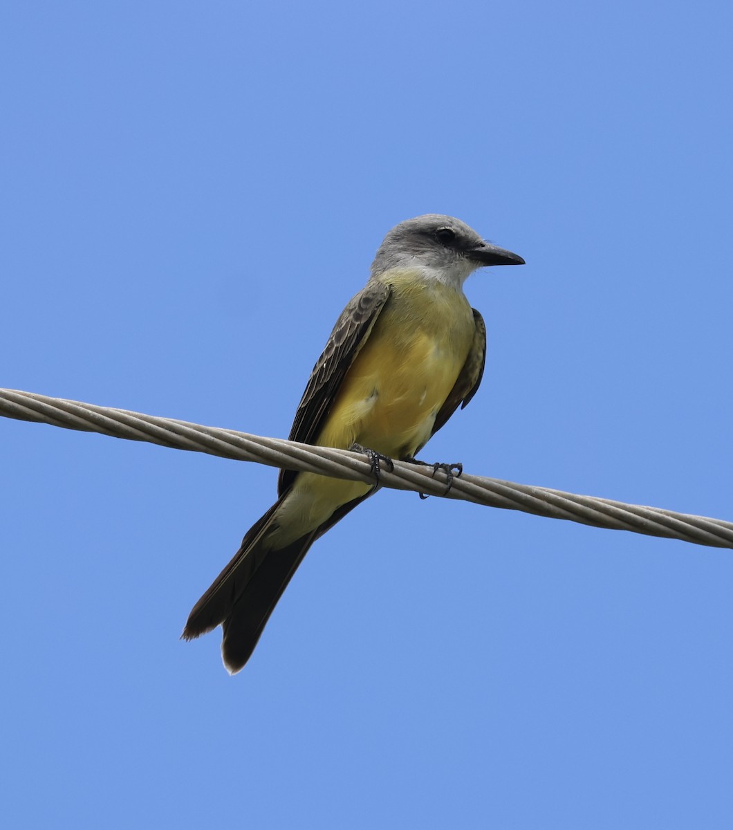 Tropical Kingbird - ML641467258