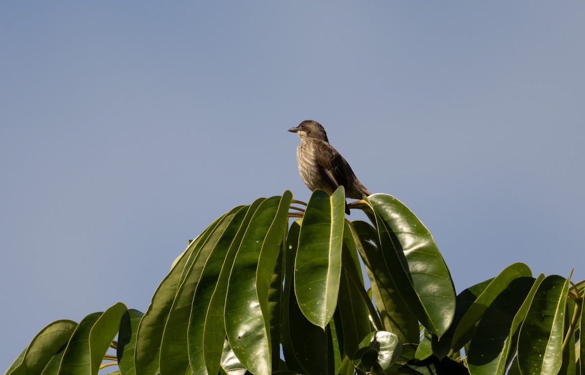 Polynesian Starling - ML641467289