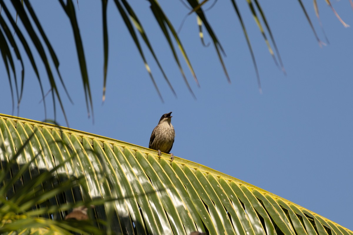 Polynesian Starling - ML641467290