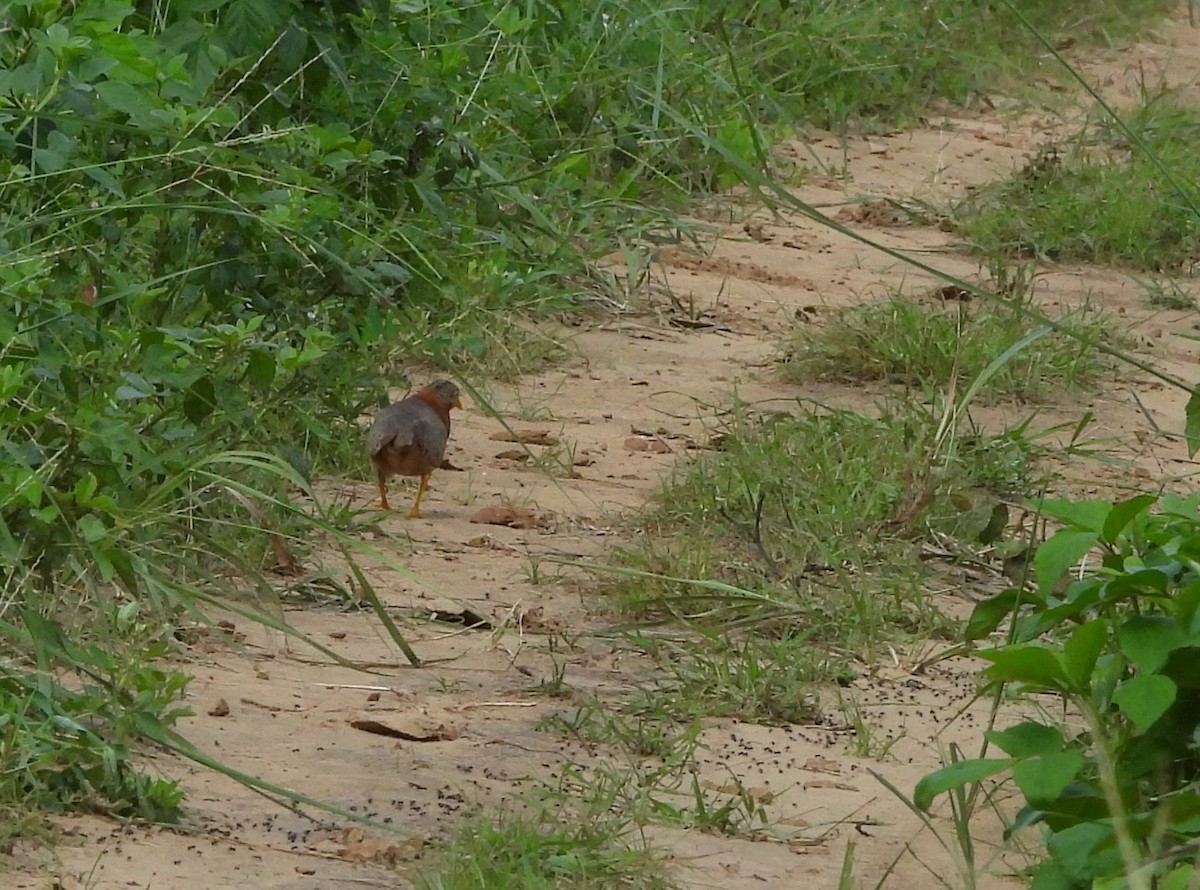 Yellow-legged Buttonquail - ML641467296