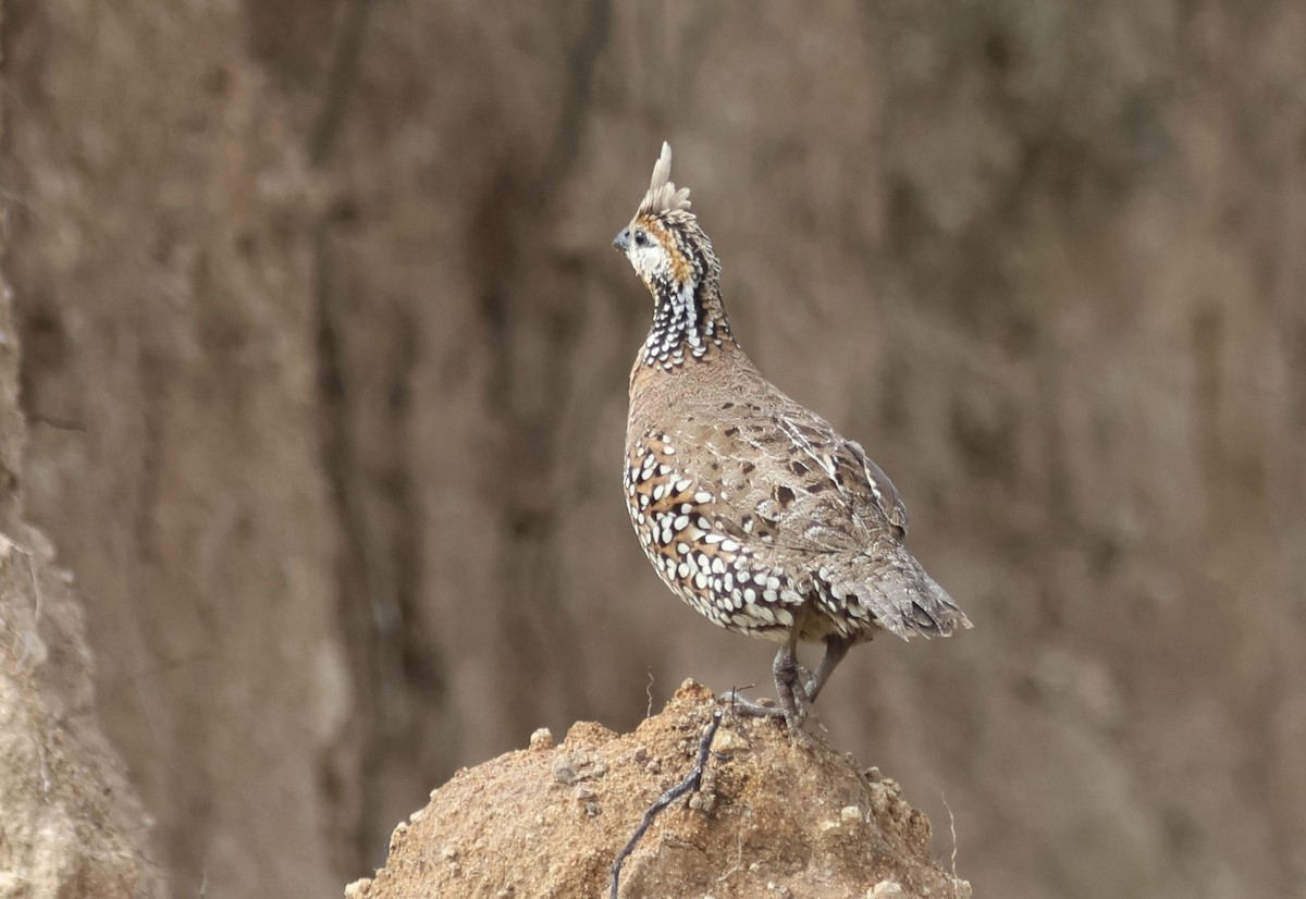 Crested Bobwhite - ML641467304