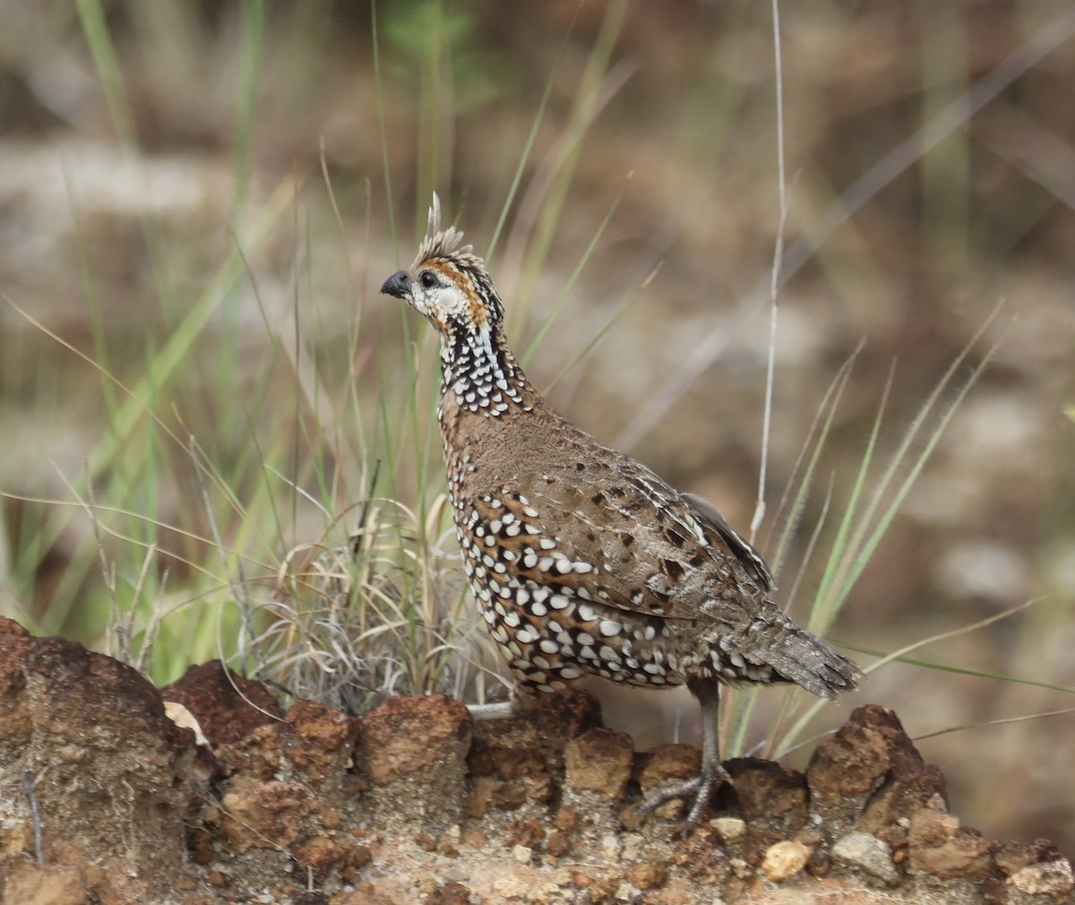 Crested Bobwhite - ML641467305