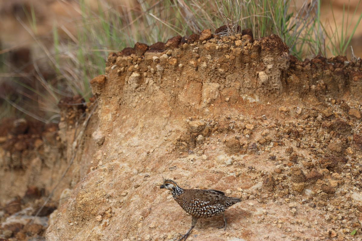 Crested Bobwhite - ML641467306