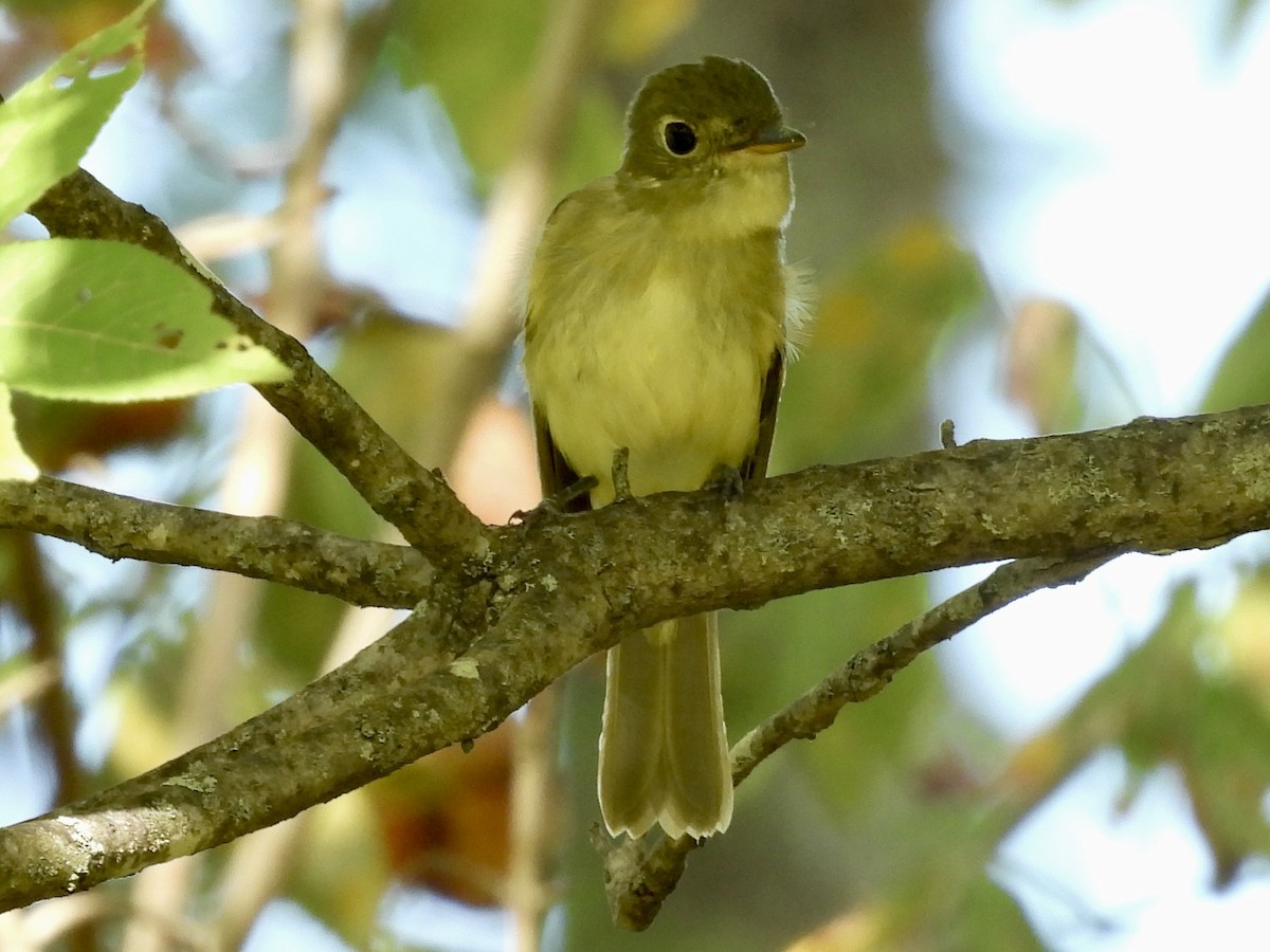Acadian Flycatcher - ML641467328