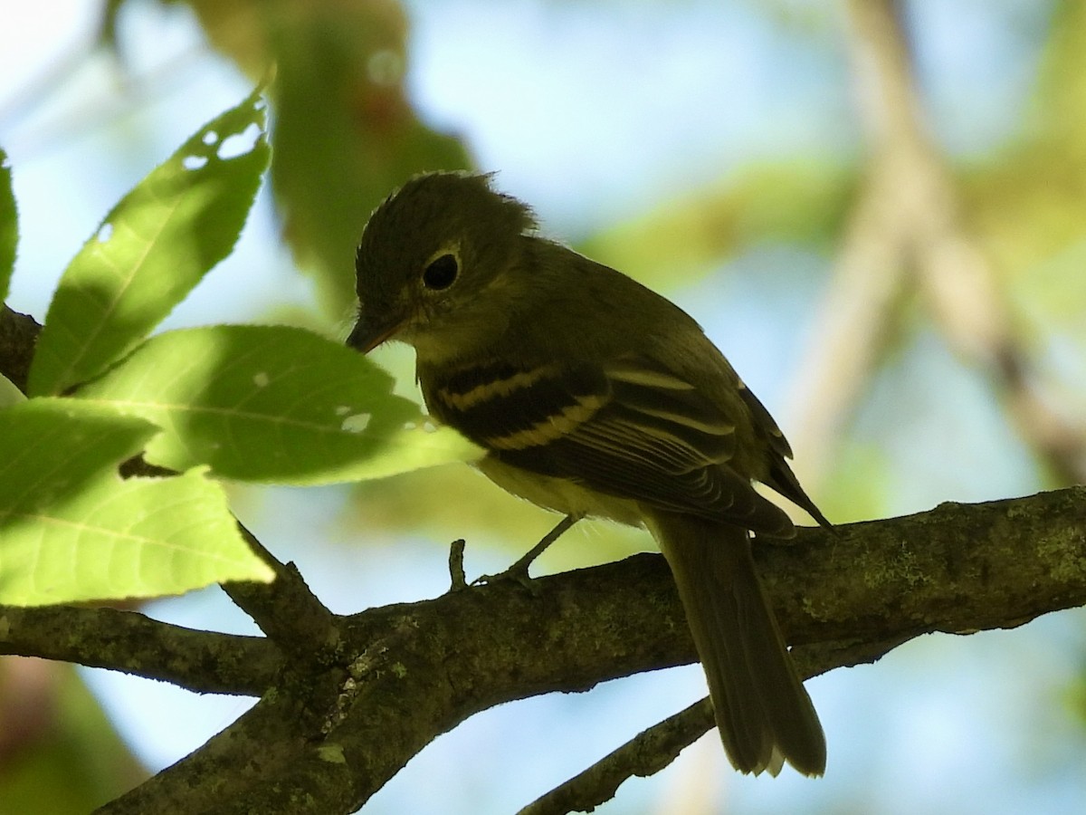 Acadian Flycatcher - ML641467329
