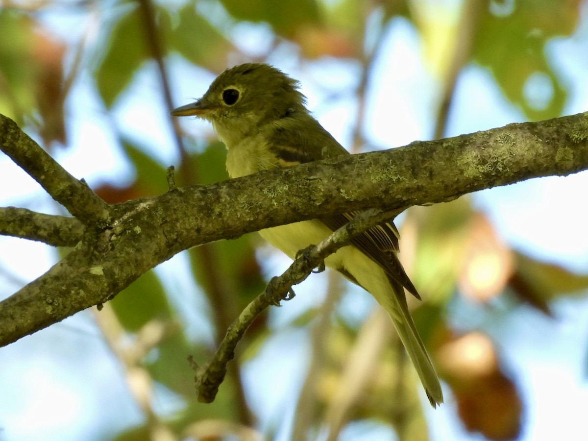 Acadian Flycatcher - ML641467330