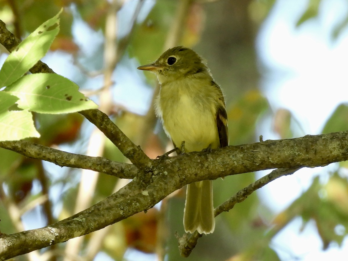 Acadian Flycatcher - ML641467331